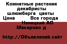 Комнатные растения, декабристы (шлюмберга) цветы › Цена ­ 300 - Все города  »    . Ненецкий АО,Макарово д.